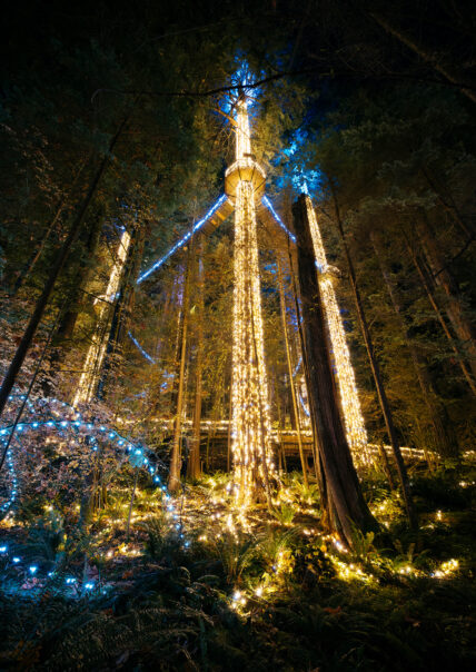 Looking up from below Treetops Adventure during Canyon Lights at Capilano Suspension Bridge Park