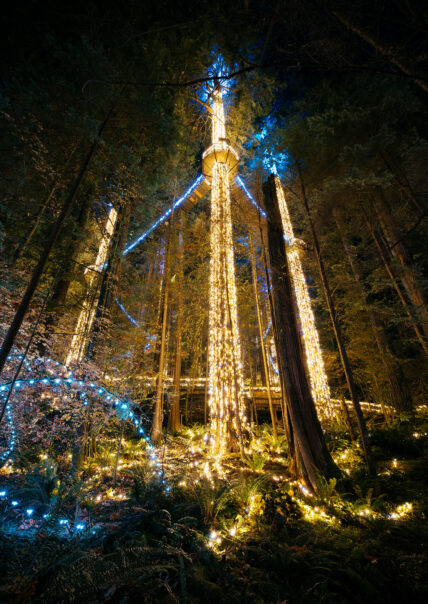 Looking up at Treetops Adventure during Canyon Lights, with the main trees illuminated in gold lights and the bridges in blue lights, creating a magical and enchanting scene at Capilano Suspension Bridge Park.