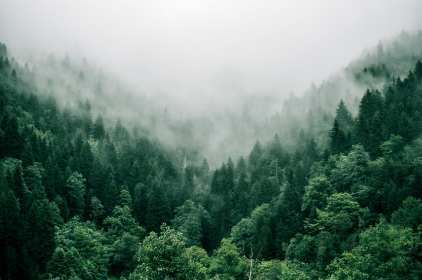 A moody background of the Pacific Northwest rainforest in Capilano Suspension Bridge Park, capturing the serene ambiance and lush greenery of the natural surroundings