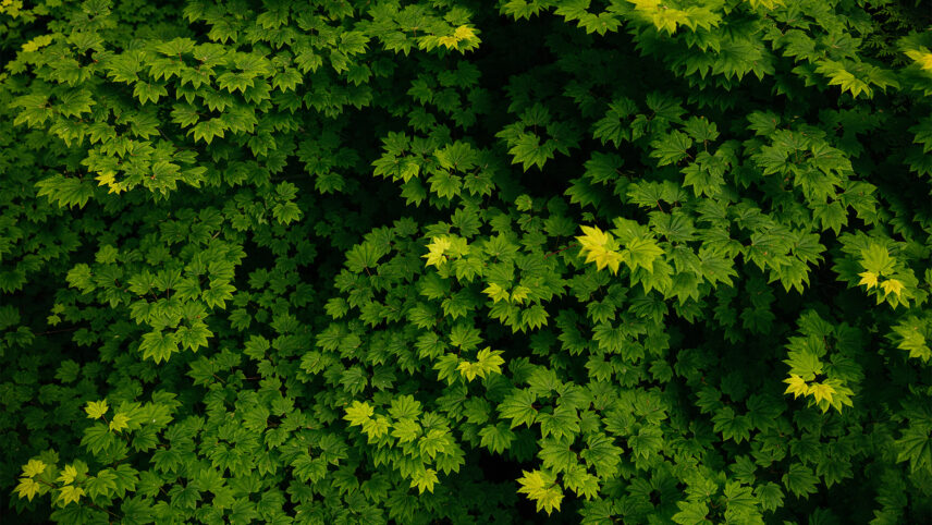 Lush rainforest canopy leaves create a verdant tapestry overhead, showcasing the vibrant greenery and natural beauty of Capilano Suspension Bridge Park