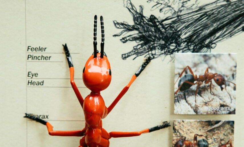 A large ant display on an informative panel of the Living Forest exhibit, showcasing the intricate world of insects and their vital role in the forest ecosystem at Capilano Suspension Bridge Park.