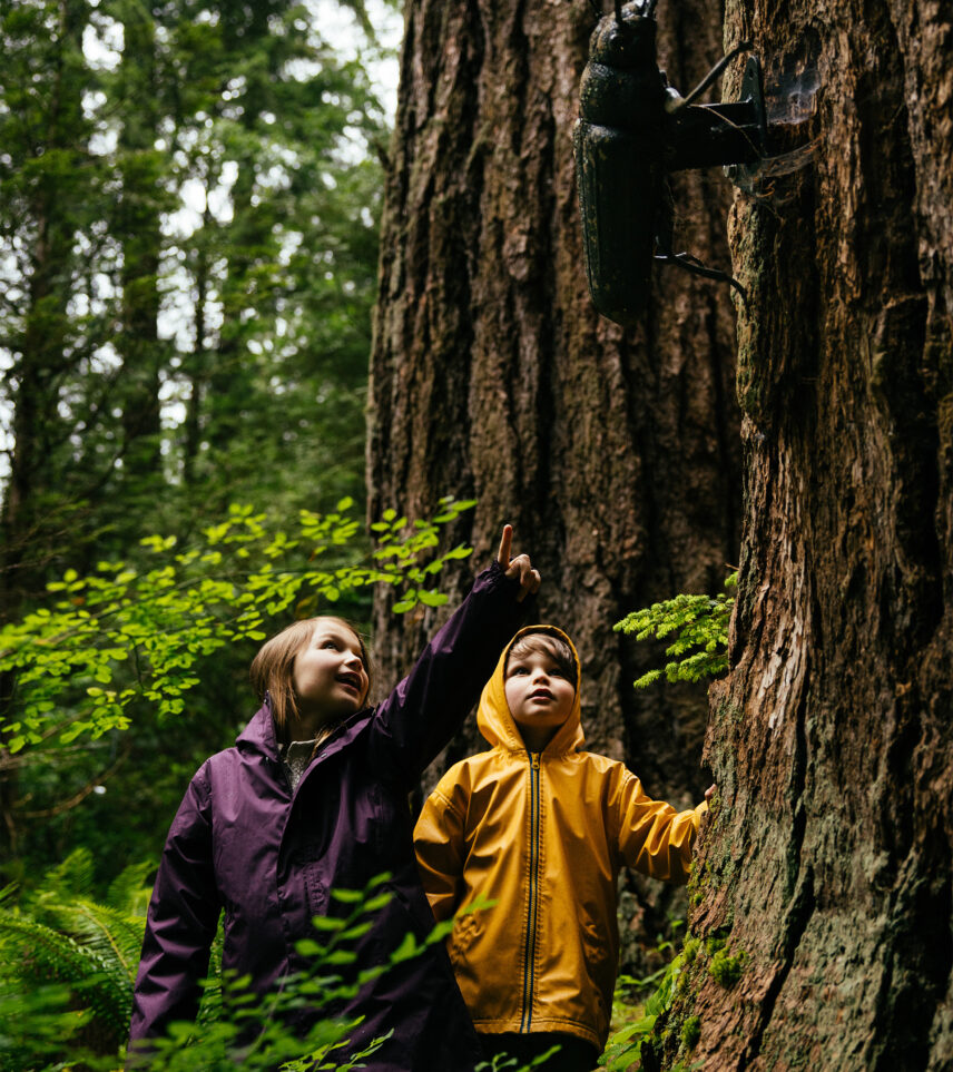 Two kids stand in the rainforest, pointing and looking up at a large beetle display with fascination, immersed in the captivating Living Forest exhibits at Capilano Suspension Bridge Park.