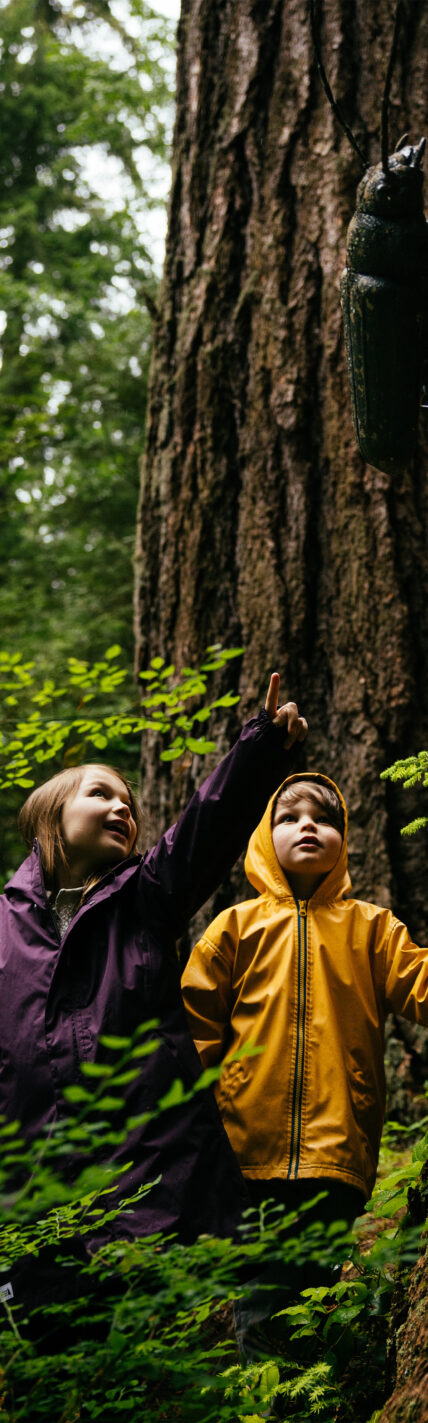 Two kids stand in the rainforest, pointing and looking up at a large beetle display with fascination, immersed in the captivating Living Forest exhibits at Capilano Suspension Bridge Park.