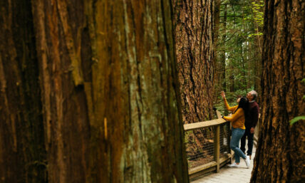 An older couple stands side by side, admiring a very large old growth tree on Nature's Edge Boardwalk, experiencing the majestic beauty of the forest at Capilano Suspension Bridge Park.