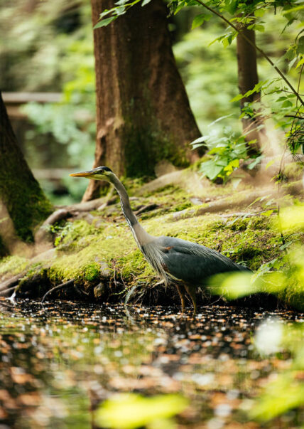 A Great Blue Heron gracefully walks along the pond at Capilano Suspension Bridge Park on a sunny day, embodying the tranquility and natural beauty of the park's surroundings.