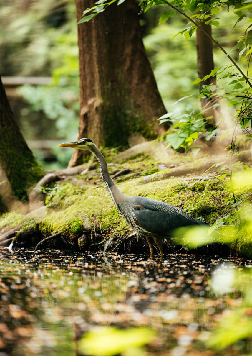 A Great Blue Heron gracefully walks along the pond at Capilano Suspension Bridge Park on a sunny day, embodying the tranquility and natural beauty of the park's surroundings.