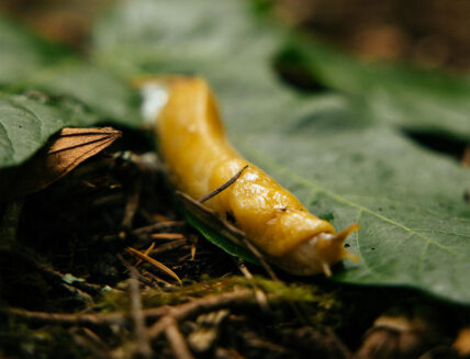 A banana slug navigates the forest floor of Capilano Suspension Bridge Park, showcasing the park's rich biodiversity and the unique beauty of its natural environment