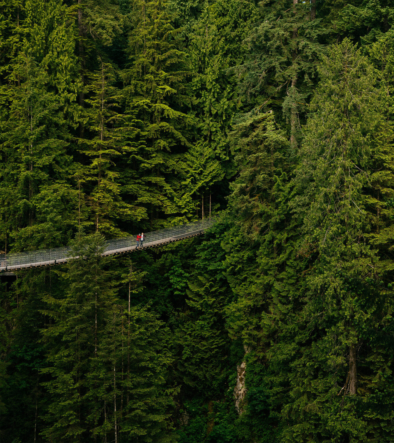 What to Do - Attractions | Capilano Suspension Bridge Park