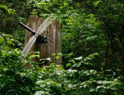 A stunning display of a large dragonfly in the lush rainforest of Capilano Suspension Bridge Park, showcasing the beauty and diversity of the natural environment