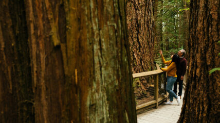 two guests looking at large old growth trees in the rainforest at capilano suspension bridge park