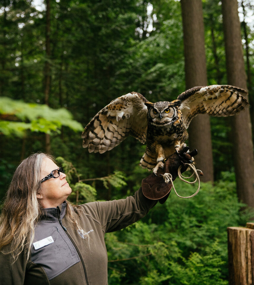 A bird handler from Raptors Ridge extends her arm out while a great horned owl, perched on her glove, extends its wings, showcasing the majestic beauty of these birds of prey at Capilano Suspension Bridge Park.