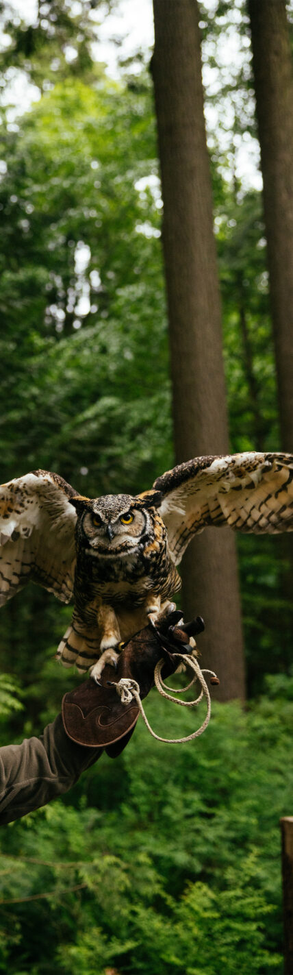 A bird handler from Raptors Ridge extends her arm out while a great horned owl, perched on her glove, extends its wings, showcasing the majestic beauty of these birds of prey at Capilano Suspension Bridge Park.