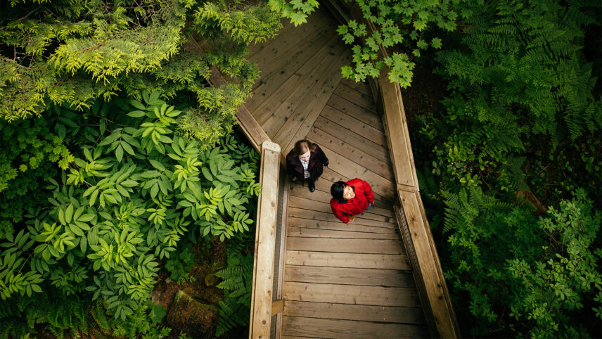 An aerial view captures a couple walking along Nature's Edge Boardwalk, surrounded by the lush forest canopy, as they immerse themselves in the tranquil beauty of nature.