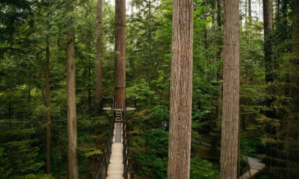 Treetops Adventure offers a squirrel's-eye view of the forest canopy, with a boardwalk far below, showcasing the immersive experience of exploring nature from above at Capilano Suspension Bridge Park