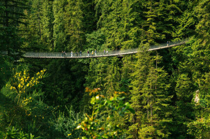 guests walking across the capilano suspension bridge