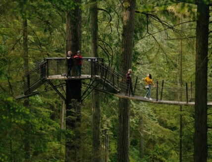 Guests walking across Treetops Adventure canopy walk at Capilano Suspension Bridge Park