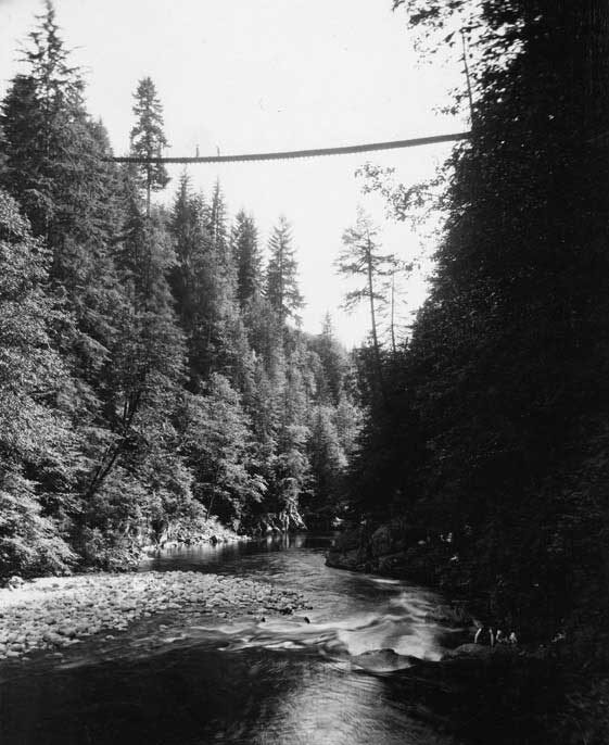 canyon view looking up at capilano suspension bridge